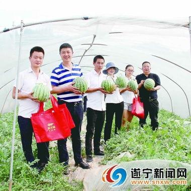 助力瓜农免费吃瓜,免费瓜香飘满城