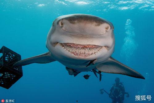 微笑小动物最新爆料,揭秘娱乐圈幕后真相